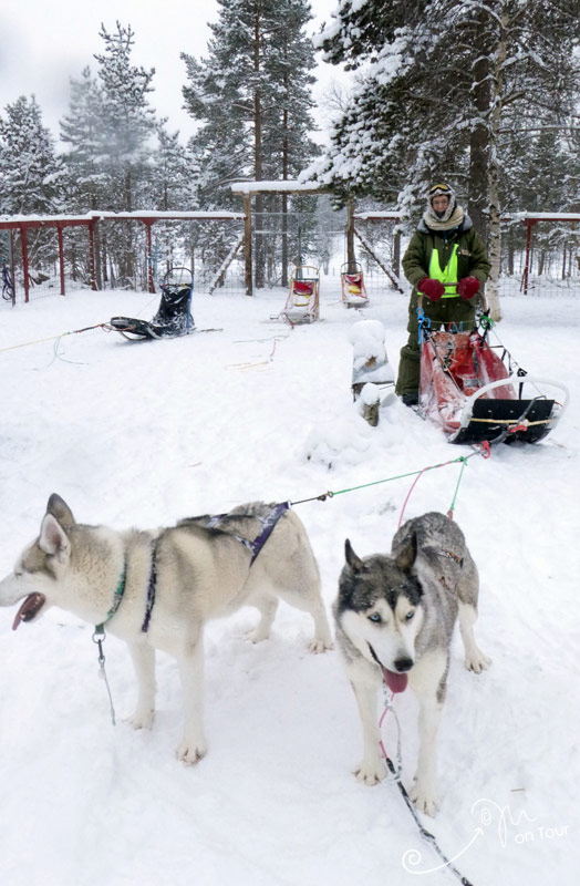 Schlittenhundetour durch Schwedens Winterwald